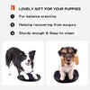 Balance Board for Pets to Assist in Recovering from Surgery